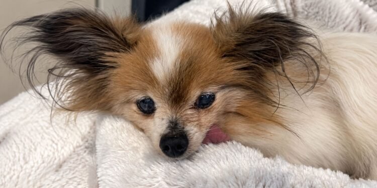 Muere Lazare; así terminó la historia del perro más viejo del mundo