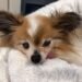 Muere Lazare; así terminó la historia del perro más viejo del mundo