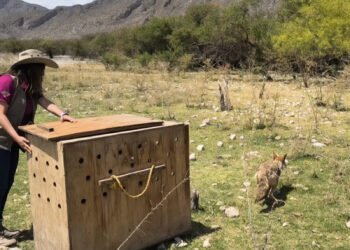 ¿Una segunda oportunidad para la fauna? Liberan diez ejemplares silvestres en Durango