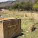 ¿Una segunda oportunidad para la fauna? Liberan diez ejemplares silvestres en Durango