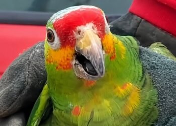 Ola de calor golpea también a la fauna; rescatan a loro desvanecido en San Román