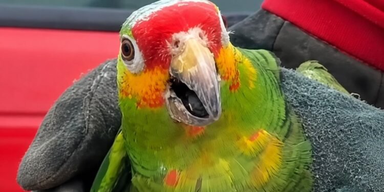 Ola de calor golpea también a la fauna; rescatan a loro desvanecido en San Román