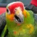 Ola de calor golpea también a la fauna; rescatan a loro desvanecido en San Román
