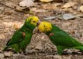 Amor alado en Ximbal; loros cabeza amarilla roban suspiros en Campeche