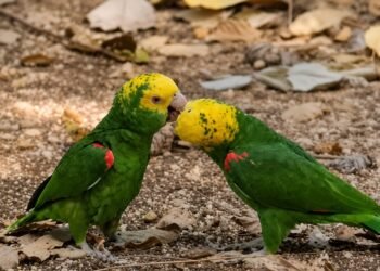 Amor alado en Ximbal; loros cabeza amarilla roban suspiros en Campeche