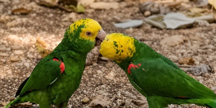 Amor alado en Ximbal; loros cabeza amarilla roban suspiros en Campeche