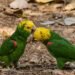 Amor alado en Ximbal; loros cabeza amarilla roban suspiros en Campeche