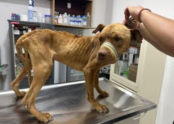 ¿Justicia para los lomitos? Vinculan a proceso a dueño de perros abandonados