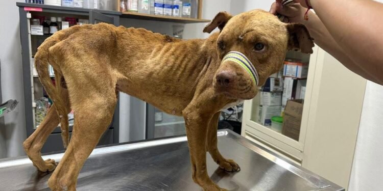 ¿Justicia para los lomitos? Vinculan a proceso a dueño de perros abandonados