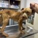 ¿Justicia para los lomitos? Vinculan a proceso a dueño de perros abandonados