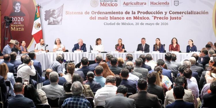 Gobierno lanza “Precio Justo” para blindar al maíz mexicano. Este es el nuevo plan
