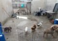 ¿Venta ilegal de mascotas? Operativo destapa presunto criadero clandestino