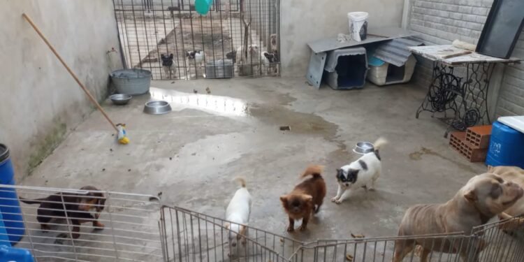 ¿Venta ilegal de mascotas? Operativo destapa presunto criadero clandestino