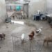 ¿Venta ilegal de mascotas? Operativo destapa presunto criadero clandestino