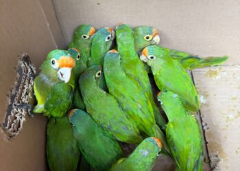 Golpe al tráfico de fauna: FGR y Profepa aseguran 65 aves silvestres en Chiapas