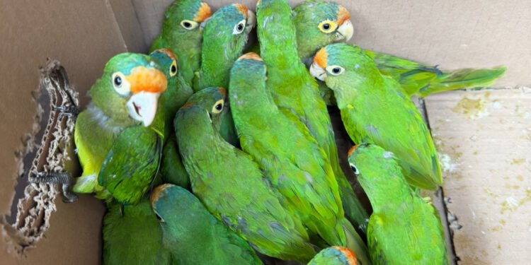 Golpe al tráfico de fauna: FGR y Profepa aseguran 65 aves silvestres en Chiapas