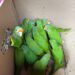 Golpe al tráfico de fauna: FGR y Profepa aseguran 65 aves silvestres en Chiapas