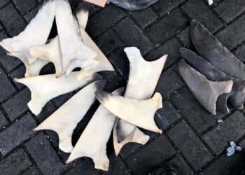 Frenan envío de más de dos toneladas de aletas de tiburón. ¿Cuál era el destino?
