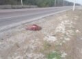 Buscaba dar vida, pero encontró la muerte: atropellan a tortuga carey en Carmen