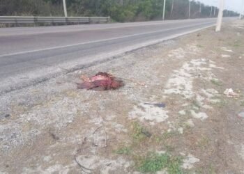 Buscaba dar vida, pero encontró la muerte: atropellan a tortuga carey en Carmen