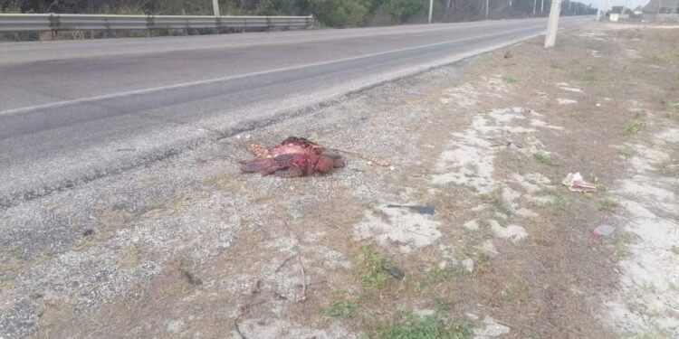 Buscaba dar vida, pero encontró la muerte: atropellan a tortuga carey en Carmen