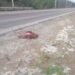 Buscaba dar vida, pero encontró la muerte: atropellan a tortuga carey en Carmen