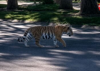 Tigre suelto en zona residencial: captan en video a cachorro paseando en Zapopan