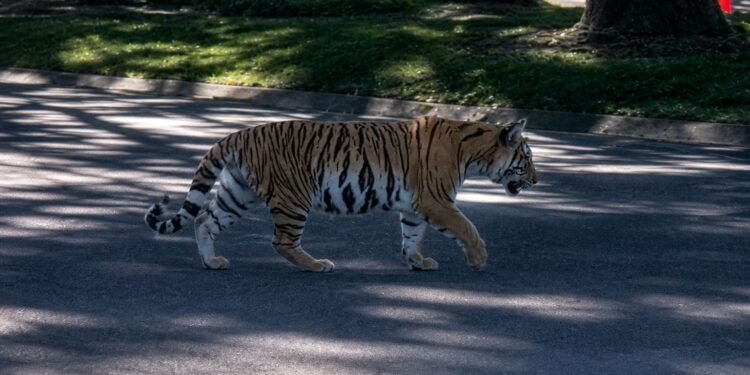Tigre suelto en zona residencial: captan en video a cachorro paseando en Zapopan