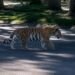 Tigre suelto en zona residencial: captan en video a cachorro paseando en Zapopan