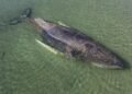 Timmy no sobrevivió; la ballena rescatada en Alemania fue hallada muerta
