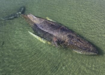 Timmy no sobrevivió; la ballena rescatada en Alemania fue hallada muerta