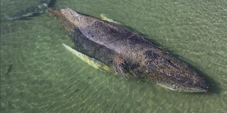 Timmy no sobrevivió; la ballena rescatada en Alemania fue hallada muerta