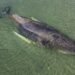 Timmy no sobrevivió; la ballena rescatada en Alemania fue hallada muerta