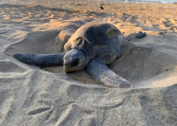 ¡No te lo pierdas! Así se ve la primera gran arribada de tortugas en Oaxaca