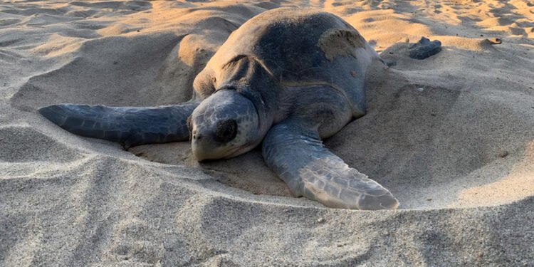 ¡No te lo pierdas! Así se ve la primera gran arribada de tortugas en Oaxaca