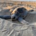 ¡No te lo pierdas! Así se ve la primera gran arribada de tortugas en Oaxaca