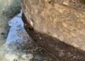 ¡Tres días atrapado y nadie lo ayuda! Indignación por lomito abandonado en zanja de Campeche