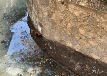 ¡Tres días atrapado y nadie lo ayuda! Indignación por lomito abandonado en zanja de Campeche