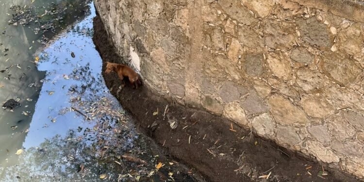 ¡Tres días atrapado y nadie lo ayuda! Indignación por lomito abandonado en zanja de Campeche