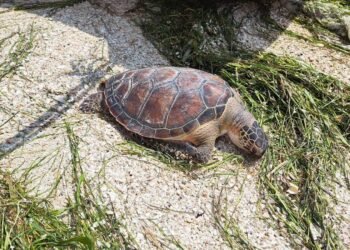 Hallan tortugas carey muertas en Seybaplaya; esto es lo que se sabe