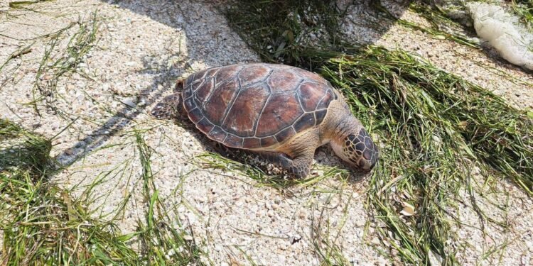 Hallan tortugas carey muertas en Seybaplaya; esto es lo que se sabe