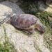 Hallan tortugas carey muertas en Seybaplaya; esto es lo que se sabe