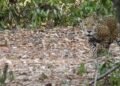 Cara a cara con un jaguar; hombre vive impactante encuentro en la selva maya