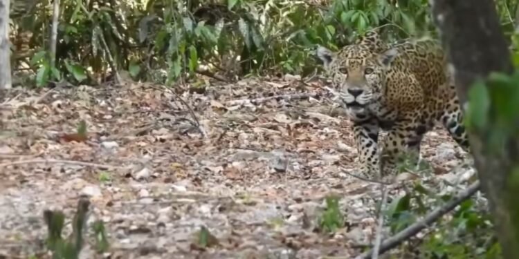Cara a cara con un jaguar; hombre vive impactante encuentro en la selva maya