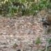 Cara a cara con un jaguar; hombre vive impactante encuentro en la selva maya