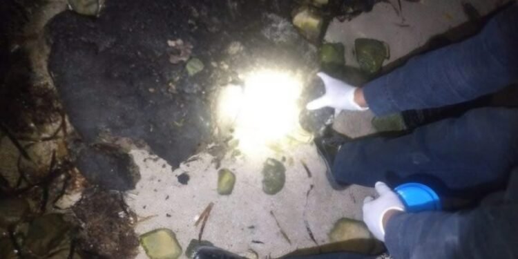 ¿Mancha negra en el Golfo? Greenpeace denuncia encubrimiento de Pemex por derrame que golpea costas de Campeche