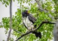 Zopilote Rey desafía la sequía en las selvas de Calakmul