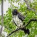 Zopilote Rey desafía la sequía en las selvas de Calakmul