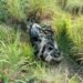 Brutal accidente en Candelaria: motociclista muere tras salir proyectado