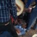 ¡Terror en la pista! Jinete sufre brutal caída en Palizada. Esto pasó